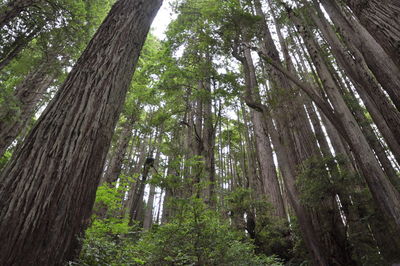 Low angle view of trees