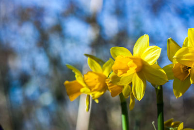 Close-up of yellow daffodil flowers