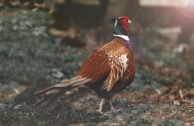 Pheasant in the garden