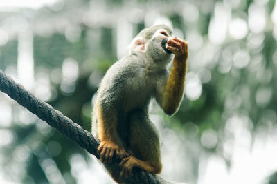 View of monkey on tree