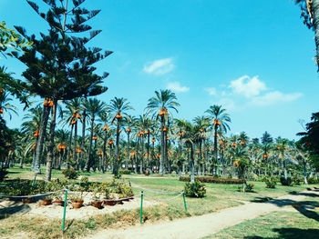 Palm trees in park