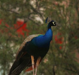 Close-up of a bird perching on a tree