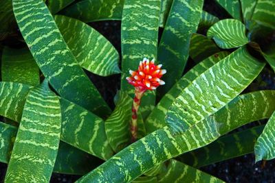 Close-up of leaves