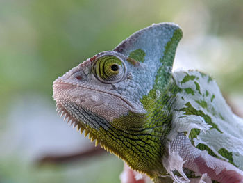 chameleon on a