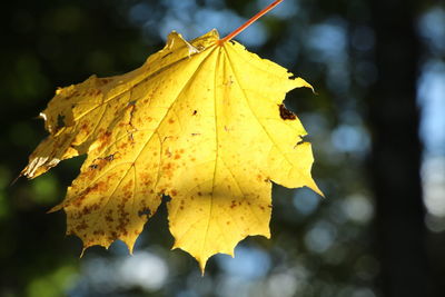 Close-up of yellow maple leaf against blurred background