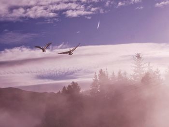 Low angle view of geese flying against blue sky and clouds.