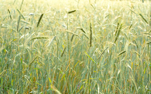 Wheat growing on field