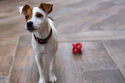 Dog looking away