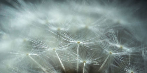 Close-up of dandelion against blurred background