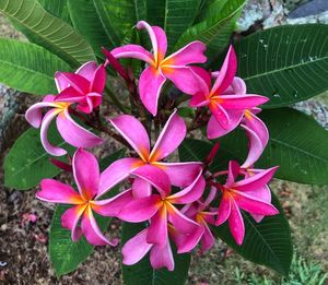 Close-up of pink flowering plants