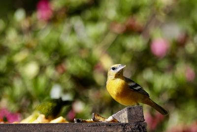 Close-up of bird perching outdoors