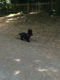 Dog looking at camera