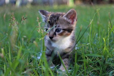 View of kitten on field