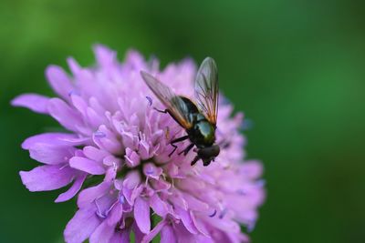 Close-up of insect on purple flower