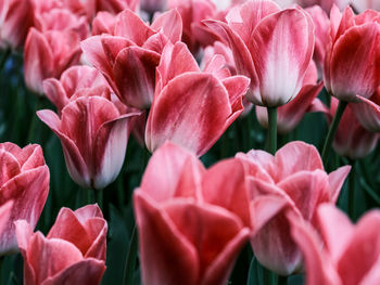 Close-up of pink flowering plants