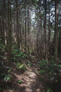 Footpath amidst trees in forest