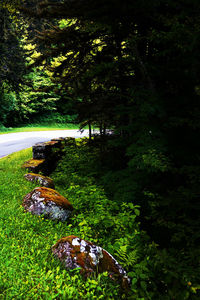High angle view of trees growing in forest