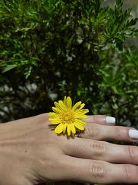 Cropped hand of woman holding yellow flower