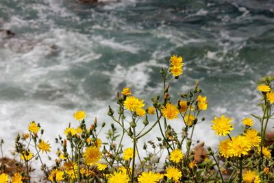 Close-up of yellow flowering plant