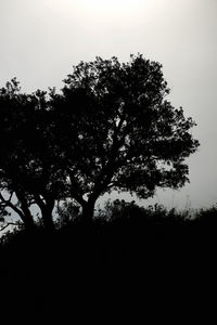 Low angle view of silhouette trees against sky