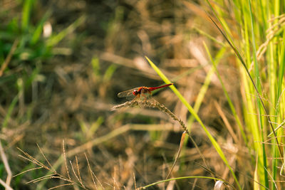 Close-up of insect on grass