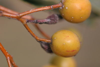 Close-up of wet orange fruit on tree