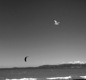 Birds flying over sea