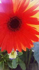 Close-up of red flowers