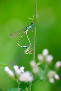 Close-up of insect on plant