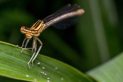 Close-up of white-legged damselfly on leaf