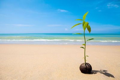 Scenic view of beach against sky