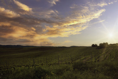 Scenic view of field against sky during sunset