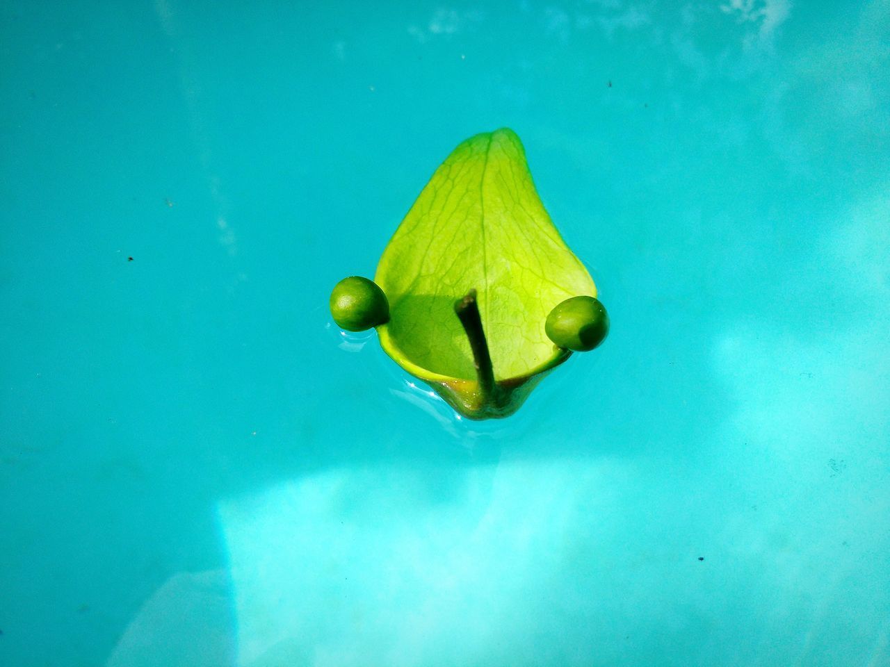 CLOSE-UP OF JELLYFISH SWIMMING IN POOL