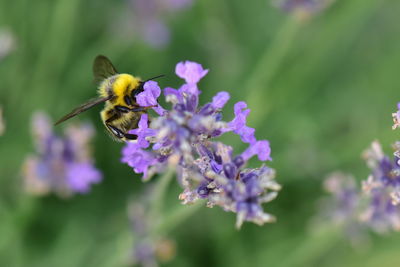 Close-up of honey bee on bunch of purple flowers