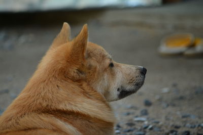 Close-up of a dog looking away