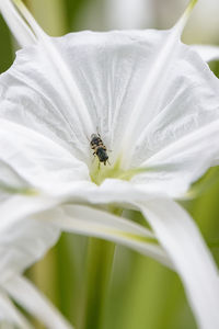 Close-up of insect pollinating white lily