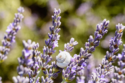 Close-up of purple flowers