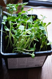 High angle view of potted plant on table