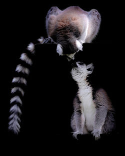 Close-up of a cat against black background