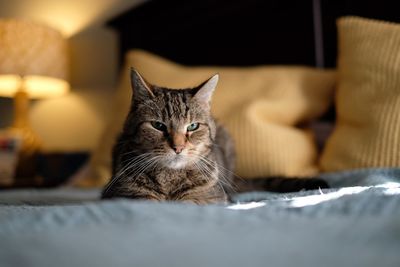 Close-up portrait of cat sitting on sofa at home