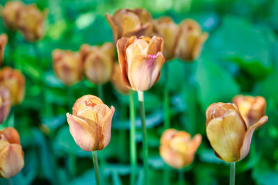 Close-up of tulips