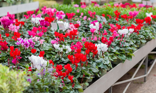 Close-up of potted plants