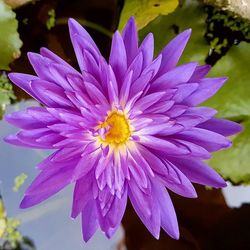 Close-up of purple flower