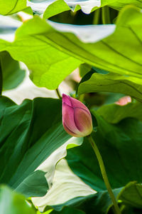 Close-up of pink flowers