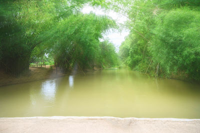 Scenic view of lake in forest