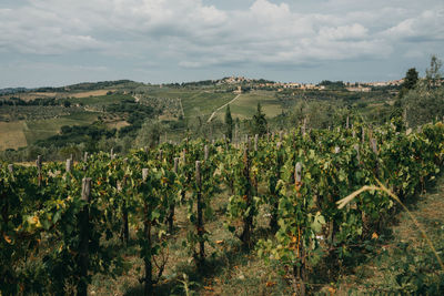 Scenic view of vineyard against sky