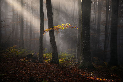 Trees in forest