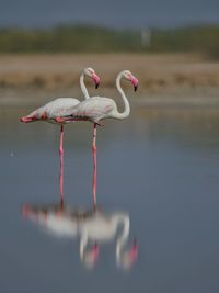 Bird on a lake