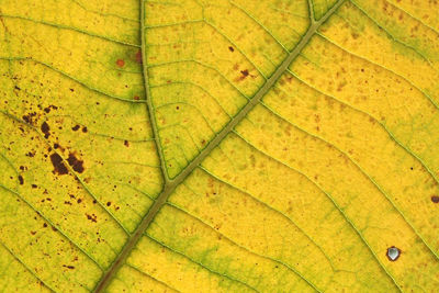 Full frame shot of yellow leaf