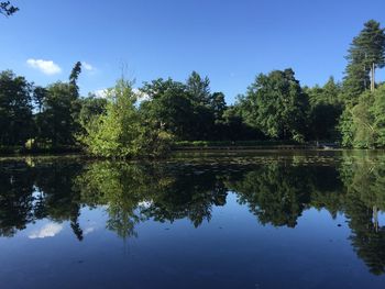 Reflection of trees in lake against blue sky